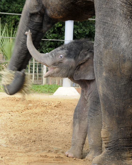 Baylor the Elephant