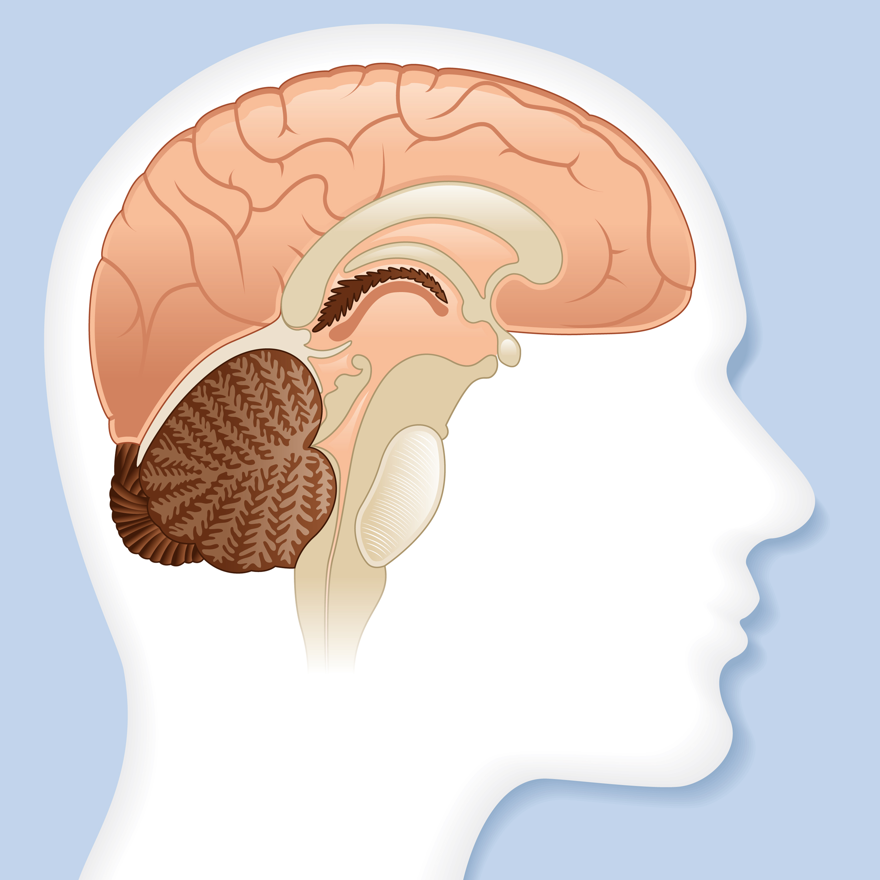 brain-activity-mapping-what-is-it-and-why-is-it-important-baylor