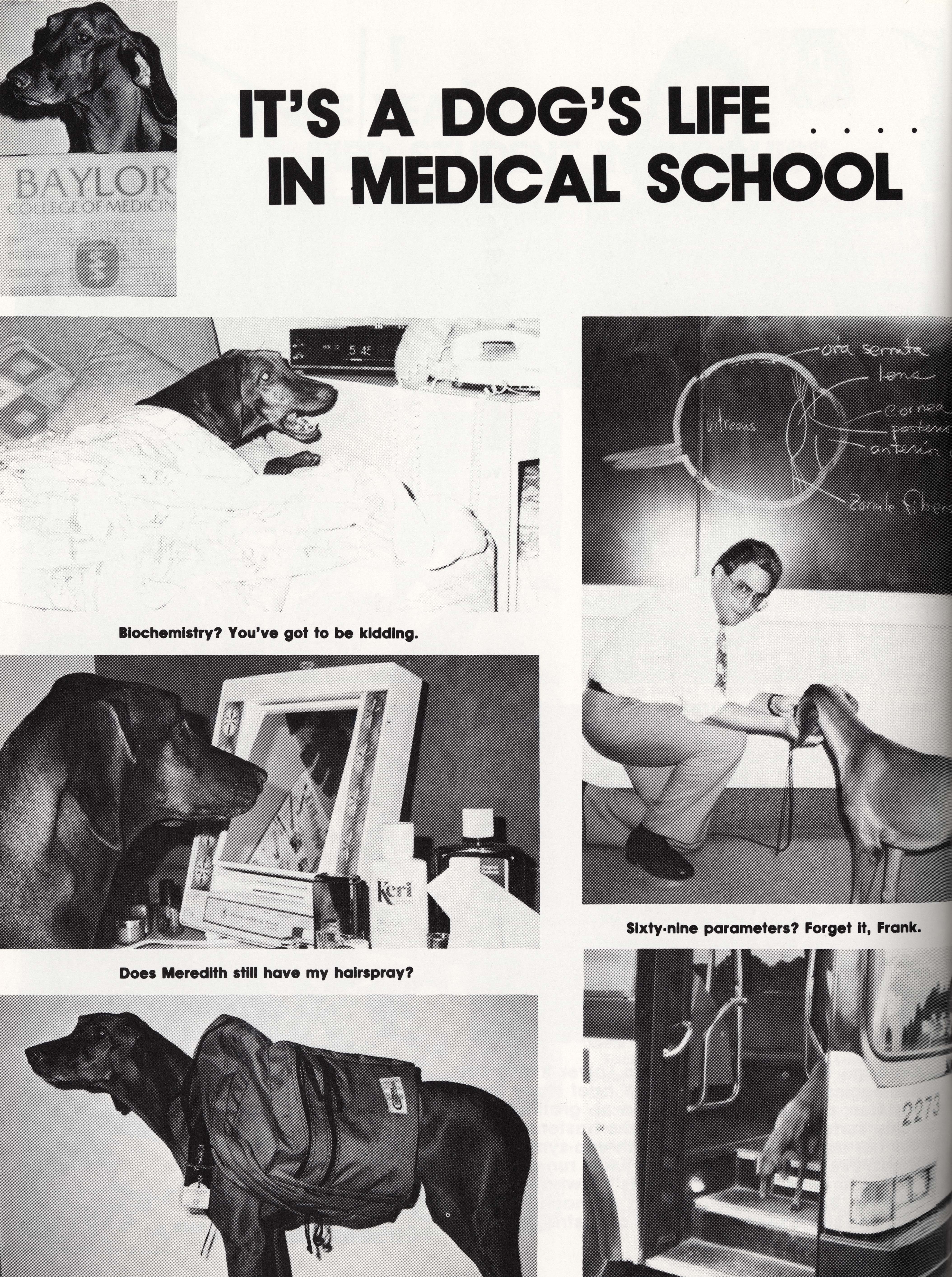 It's a dog's life for this canine med student./Photo courtesy Baylor College of Medicine Archives