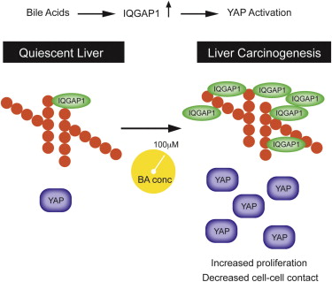 This cartoon demonstrates the difference in activity in quiescent liver and liver on its way to cancer, showing the activity of IQGAP1 and YAP in each case. Image courtesy of Cell Reports and Dr. David Moore. 
