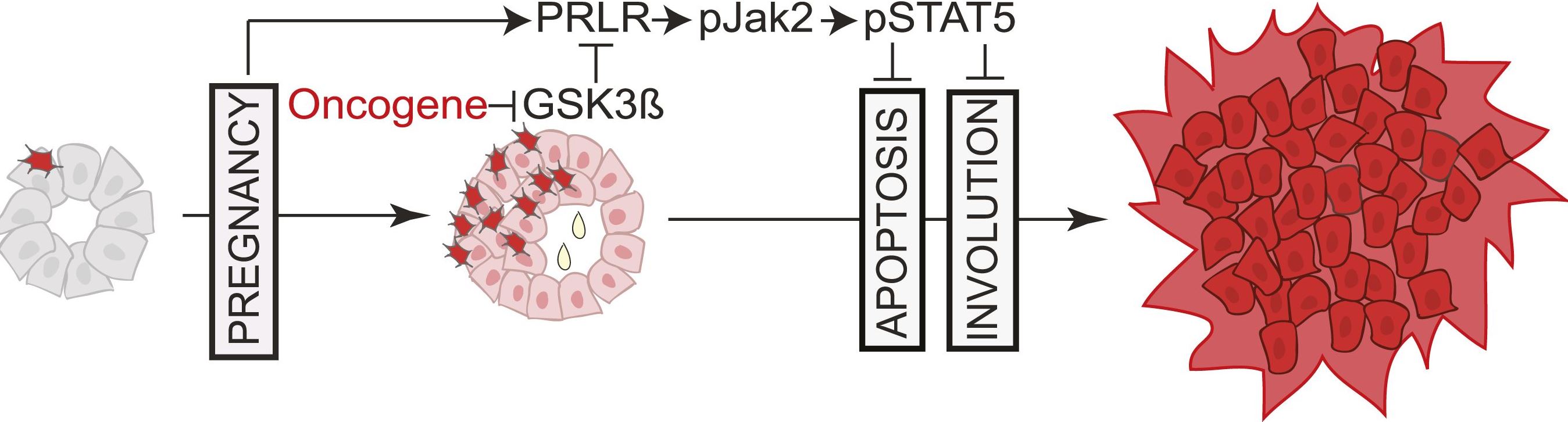 The breast cells with oncogenic activation (shown in red) progress to cancer slowly because apoptosis or programmed cells death provides a barrier to cancer. However, when a woman becomes pregnant, the preexisting precancerous cells activate a pathway called PRLR-Jak2-STAT5 signaling (becoming pink), and maintain the activated state of this pathway even after the baby is weaned. Photo courtesy of the journal eLife and Dr. Yi Li. 