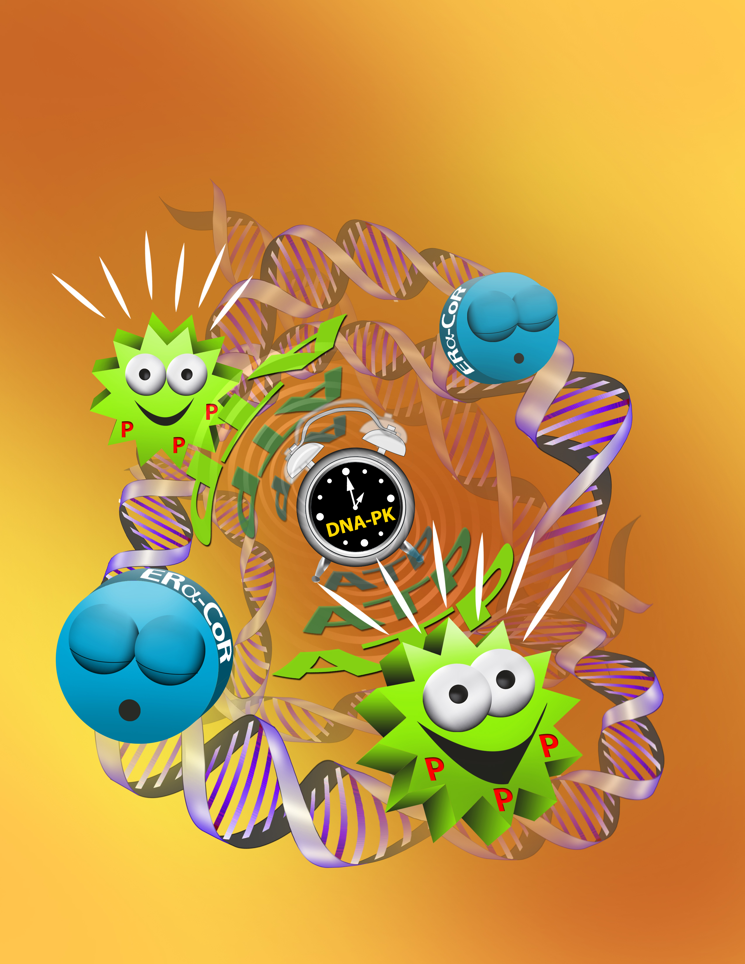 This cartoon depicts the action of DNA-dependent protein kinase (DNA-PK) as the “alarm clock” that activates inactive (“sleepy”) estrogen receptor alpha -coregulator (CoR) protein complexes by phosphorylation (P) that requires ATP. While these complexes bind at many sites on the  DNA of cells, for simplicity, we depict only a few. The article it illustrates appeared in the journal  Molecular Cell (Molecular Cell, Volume 51, Issue 2, 185-199, 11 July 2013). http://www.cell.com/molecular-cell/retrieve/pii/S1097276513004449 First author Dr. Charles Foulds, assistant professor in the same department, said the findings in this report have prompted new research in understanding breast cancer.  