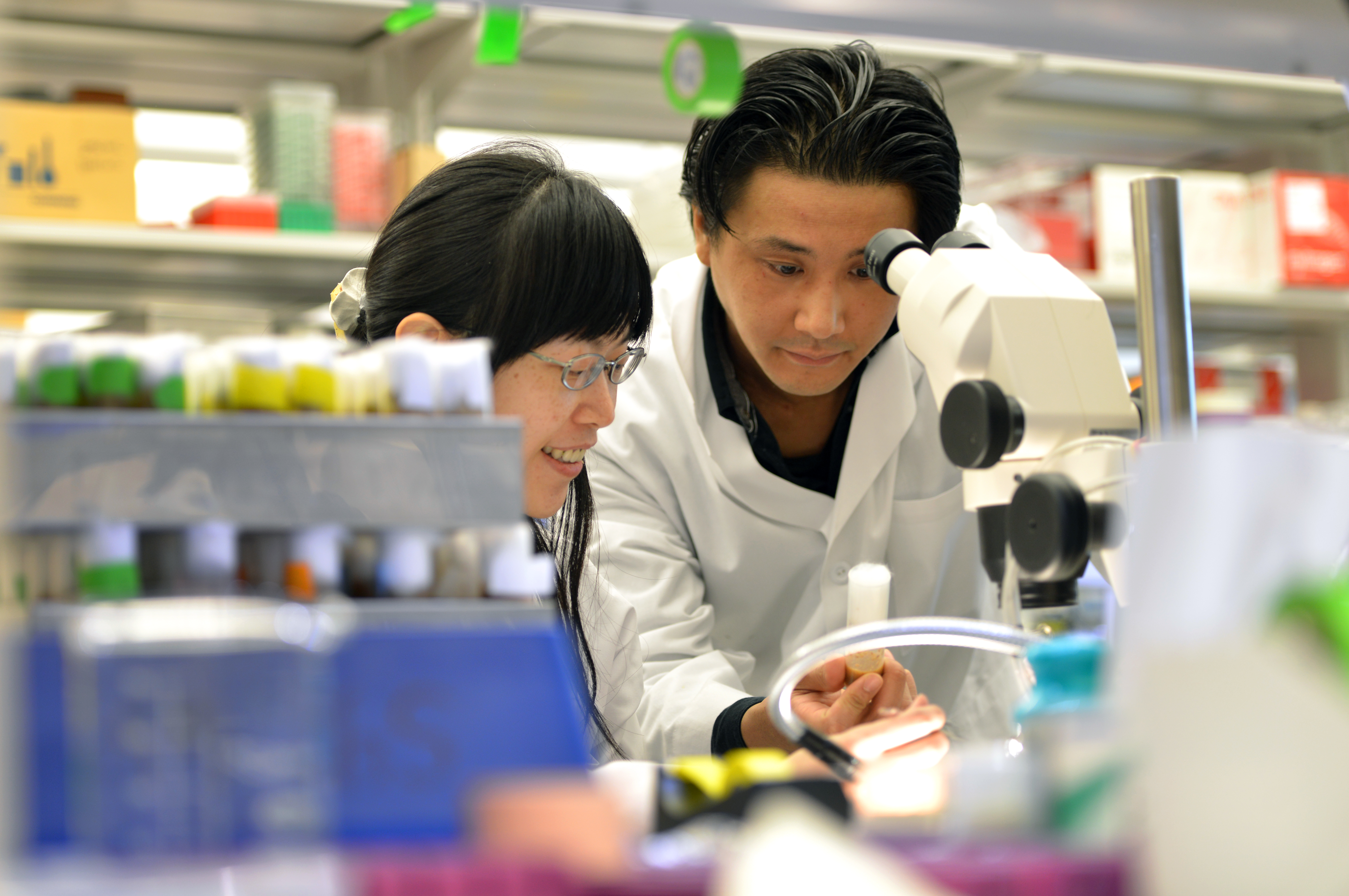 Drs. Wu-Lin Charng and Shinya Yamamoto look at the fruit flies that are the basis of their work.