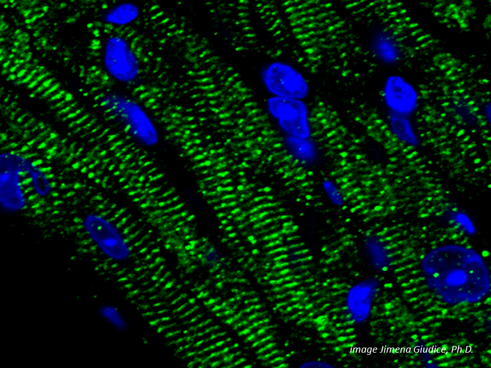 Cardiomyocytes in mouse heart tissue stained for actinin (green) to show striations and DAPI (blue) to show nuclei 