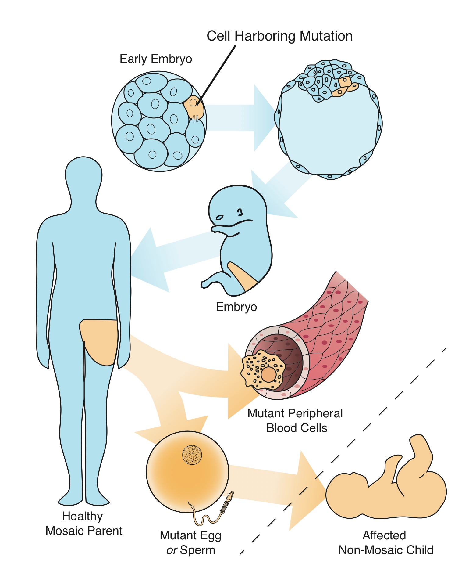 Depending upon when during development a mutation occurs, more or less of the parent's cells can be affected. If mutant cells contribute to the germ line, the mutation can be passed on to one or more children. If the mutant cells also contribute to the blood, the mutation can potentially be detected by genetic tests.