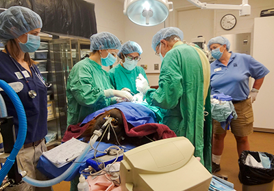 Baylor doctors, in green, assist Houston Zoo veterinarians during surgery. Photo courtesy of the Houston Zoo.