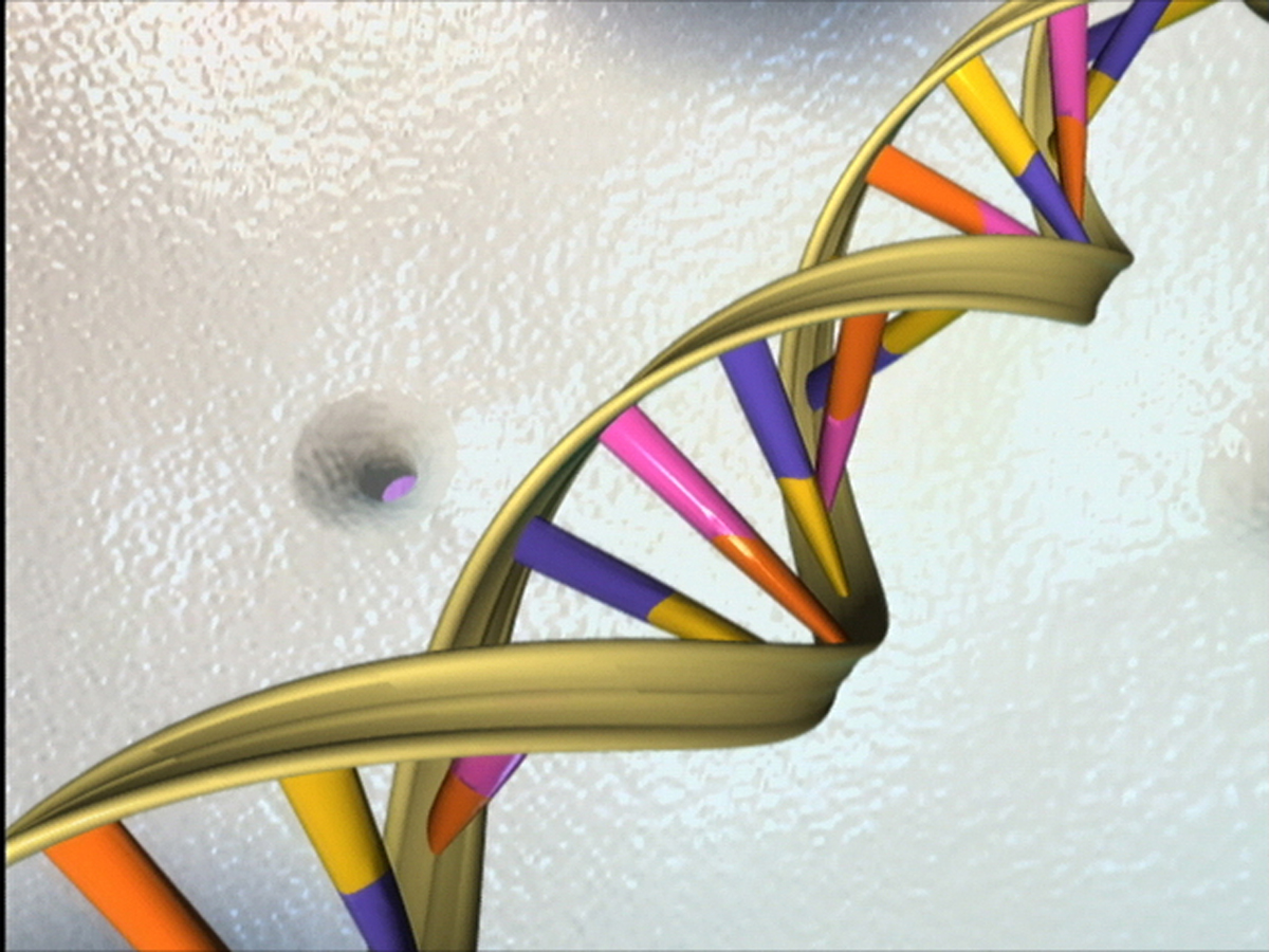 The Double Helix Courtesy of the National Human Genome Research Institute