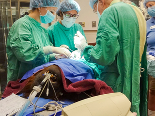  Four Baylor College of Medicine physicians, Dr. Laurie Swaim, associate professor of obstetrics and gynecology, Dr. Venkata Bandi, professor of medicine, Dr. Creighton Edward, professor of obstetrics and Gynecology and first year resident Dr. Bailey Wilson, consulted on the case of Houston Zoo orangutan Cheyenne.