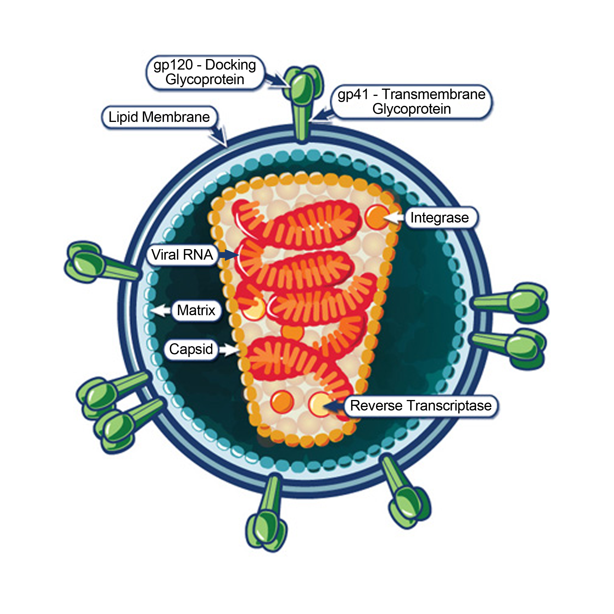 The working of HIV, the cause of AIDS. Courtesy the National Institute of Allergy and Infectious Diseases