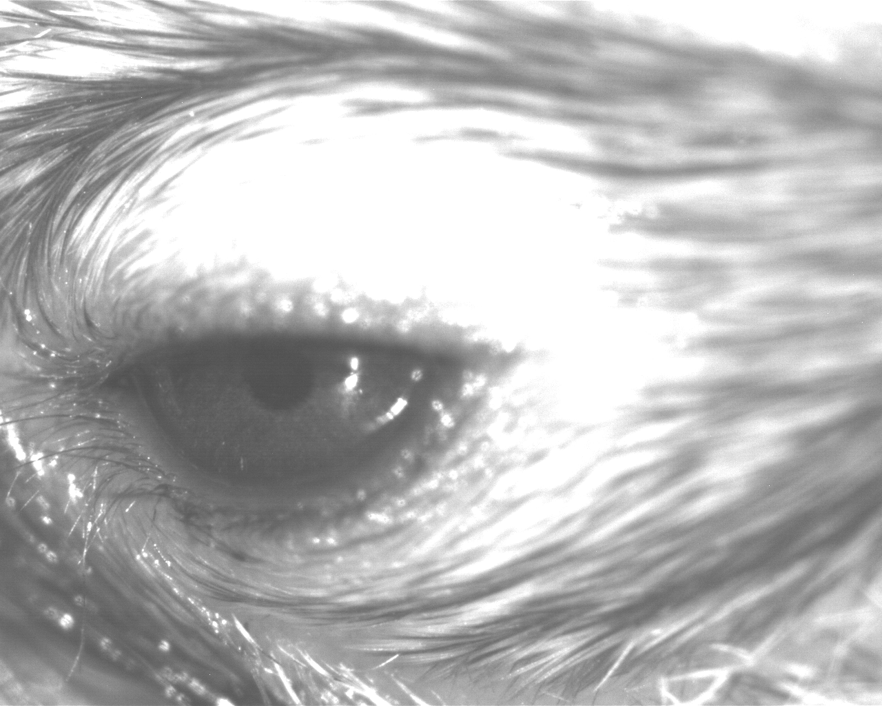 Fluctuations in pupil size in this mouse eye can reflect emotional state. 