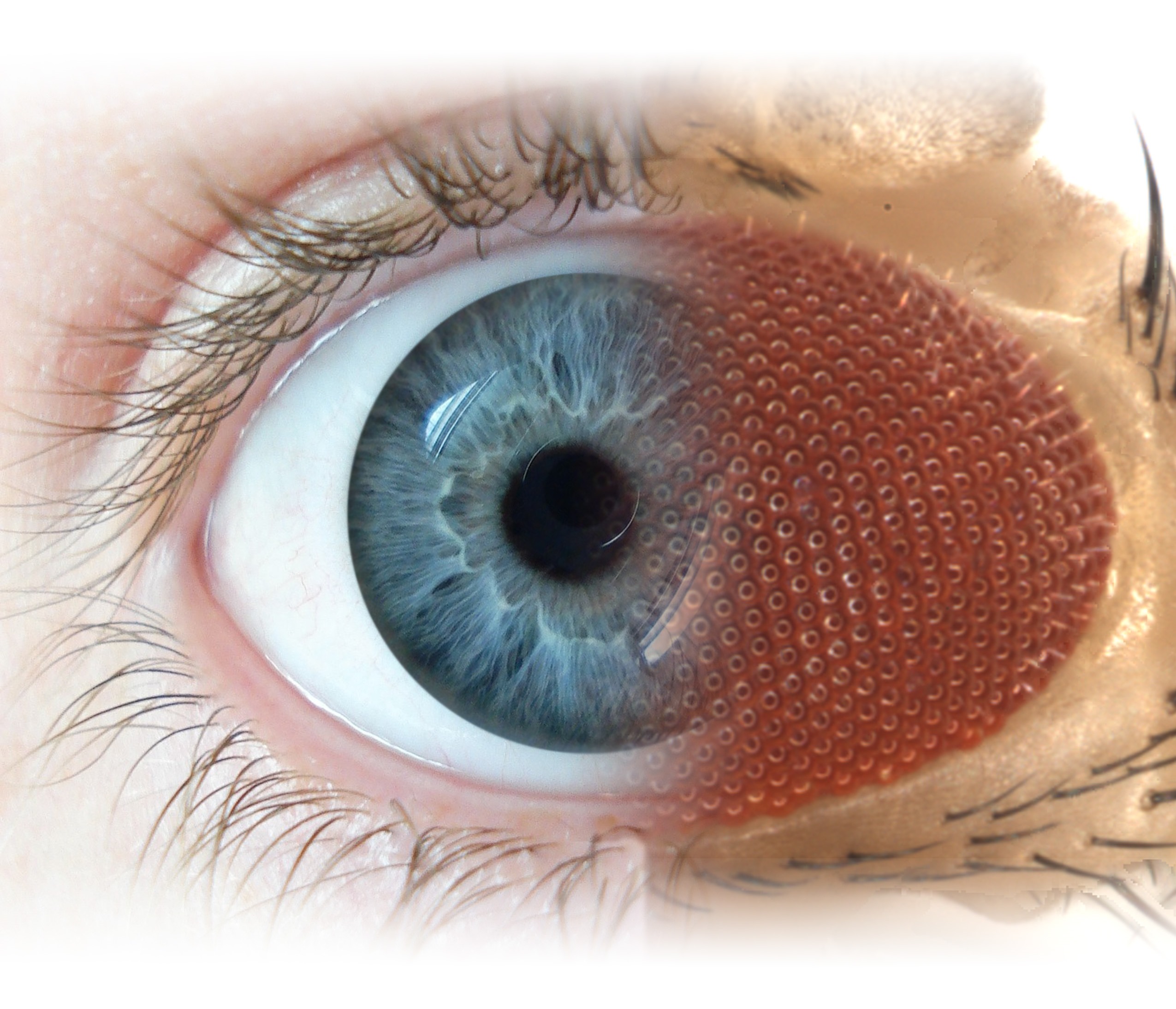 This illustration merging the human and fruit fly eye shows how the two organisms share many characteristics that can be exploited in the laboratory. 