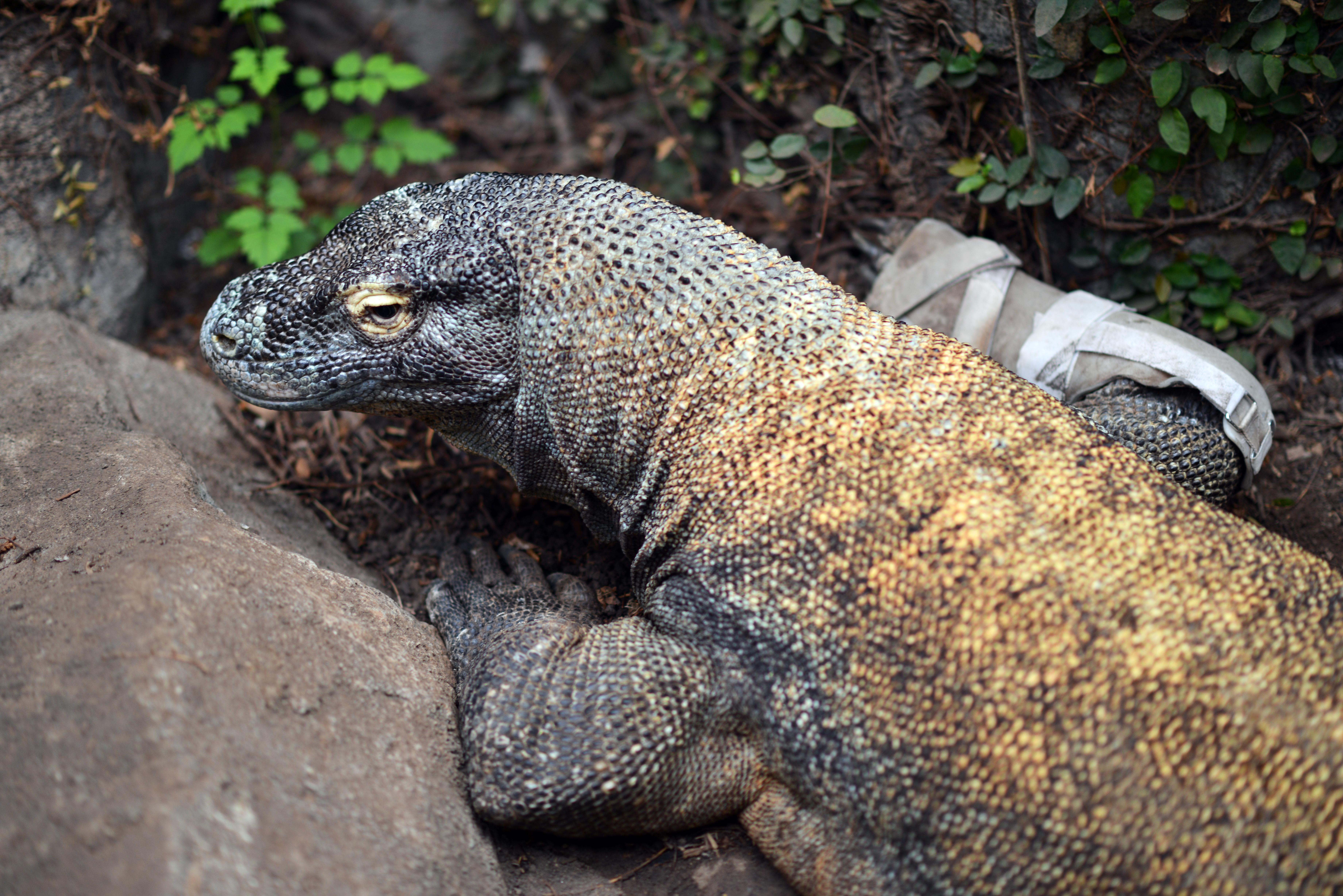 Baylor College of Medicine experts helped this Komodo dragon at the Houston Zoo maintain his mobility.