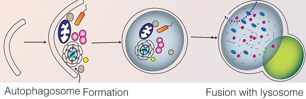 Process of autophagy. Courtesy Dr. Tony Eissa. 