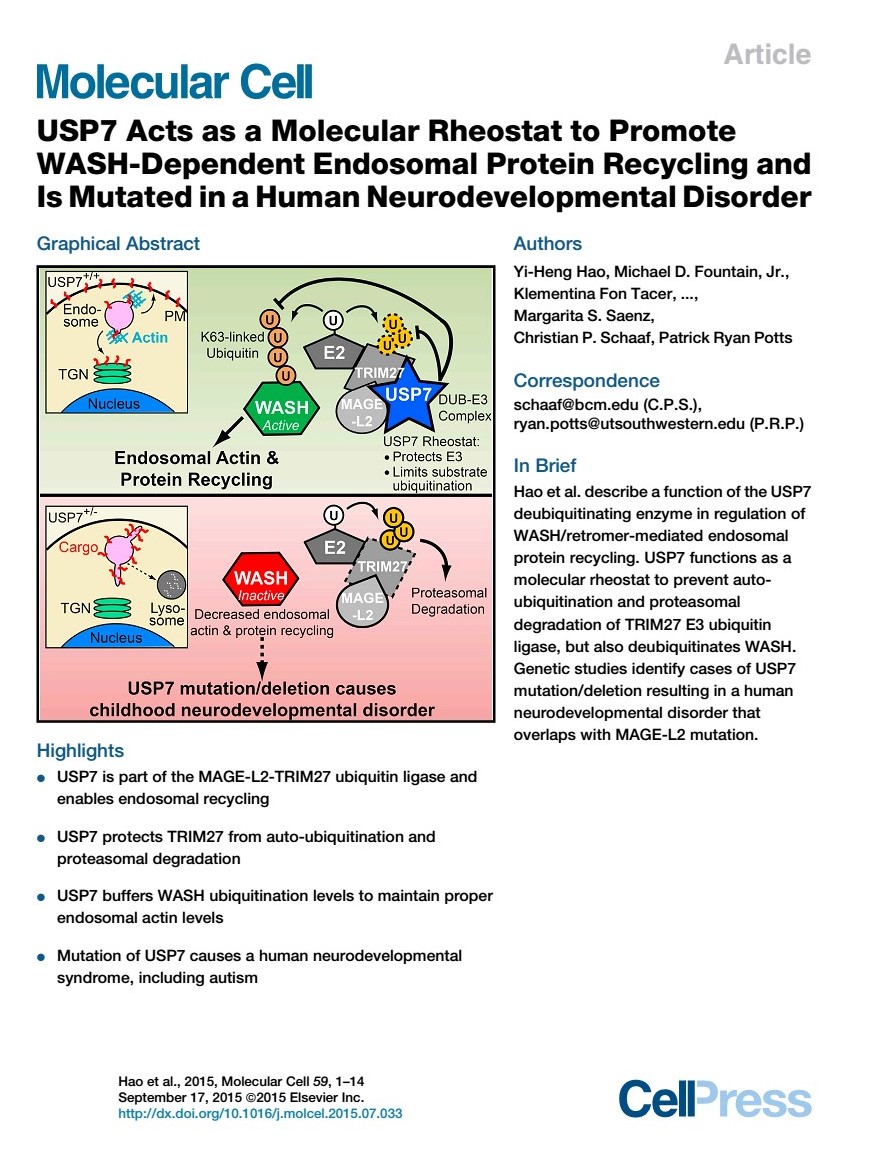 A graphical abstract of how USP7 and its cohorts work in the cell. 