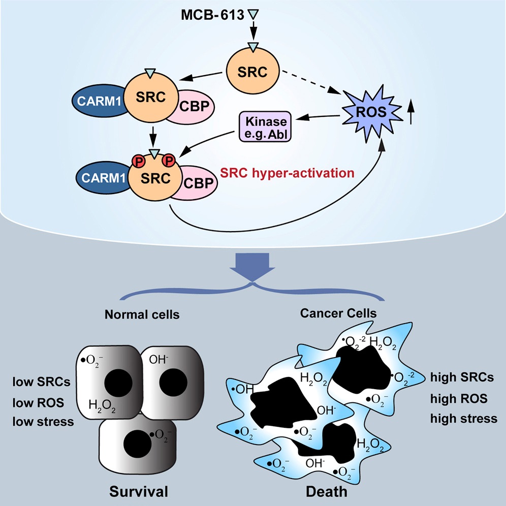 Researchers characterize a steroid receptor coactivator small molecule stimulator MCB-613. Graphic courtesy of O'Malley and the journal Cancer Cell