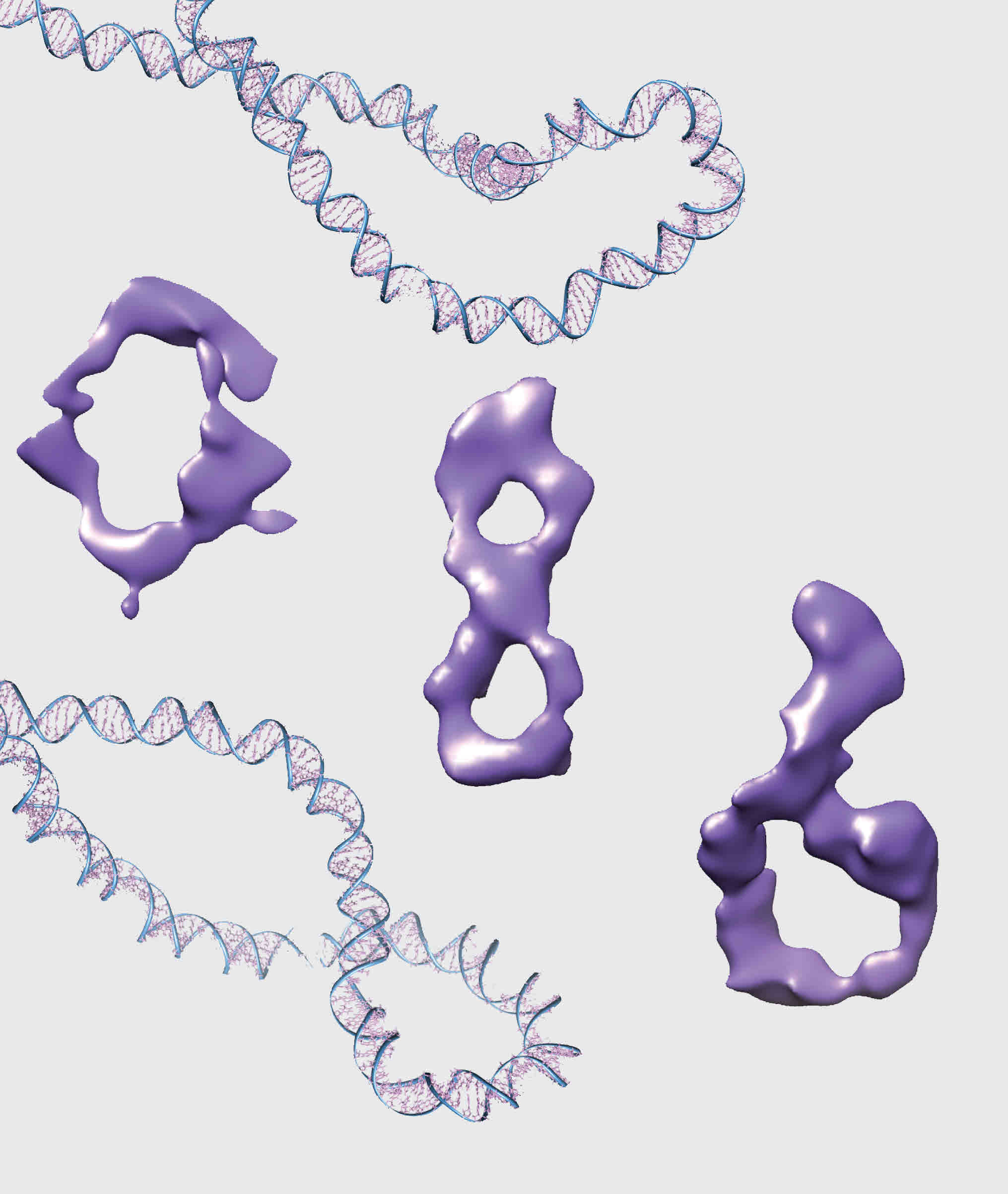 The many shapes of DNA.