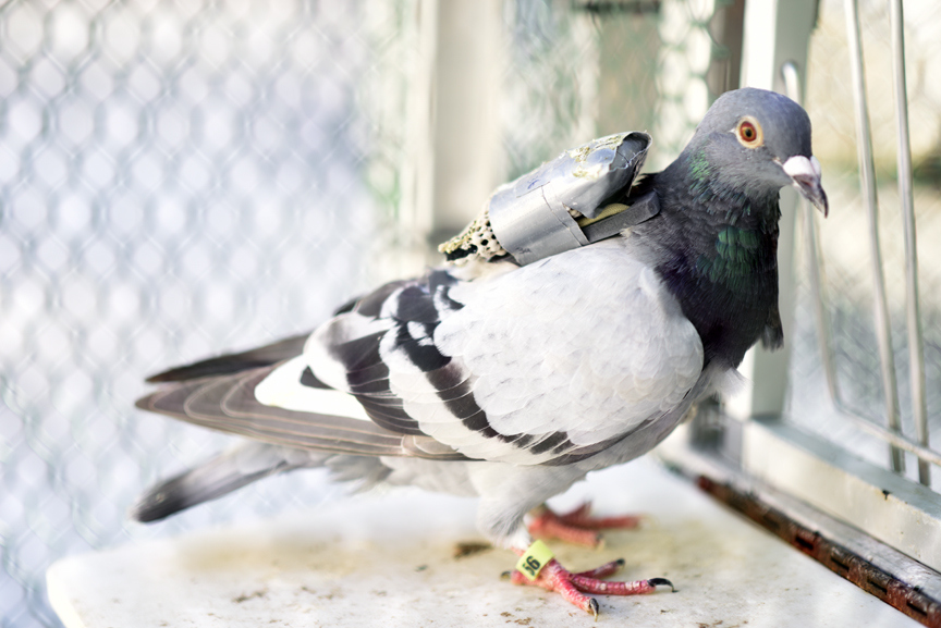 One of the Pigeon Penthouse residents wearing a GPS backpack.