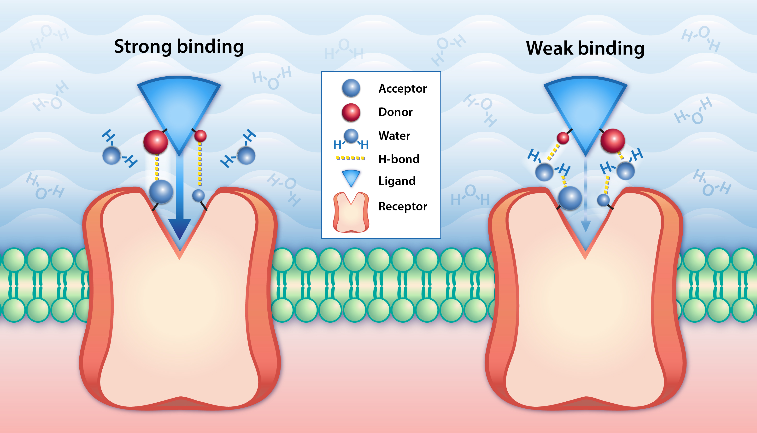 Молекула лиганд и Рецептор. Donor acceptor. Protein ligand Binding in Pharmaceutical. Лиганд UPA.