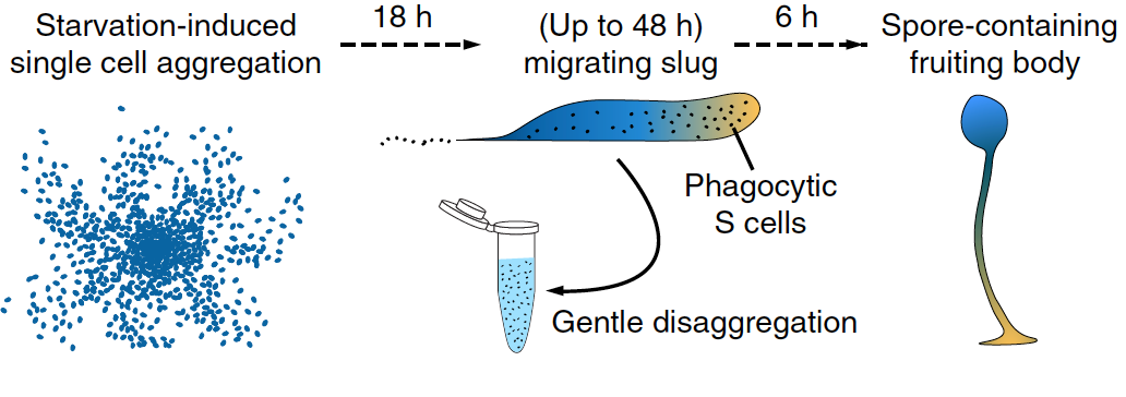When they starve, about 100,000 single-celled amoebae assemble to form a slug that migrates away and finally forms a fruiting body that holds dormant spores. The gentle disaggregation of slug cells (in the middle) allowed the researchers to “liberate” phagocytic Sentinel cells and study them in vitro, as shown in the video on the right. Nat. Commun. 7:10938 doi: 10.1038/ncomms10938 (2016).