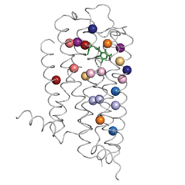 Model of dopamine 3 receptor. The pairs or triplets of amino acid residues, represented by spheres of the same color, were identified as co-evolving residues. The green structure represents bound dopamine. Credit: Dr. Yun-Min Sung, Baylor College of Medicine.