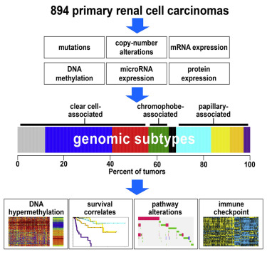 A comprehensive molecular analysis of 894 primary renal cell carcinomas resulted in nine subtypes defined by systematic analysis of five genomic data platforms. Each major histologic types represent substantial molecular diversity. Presumed actionable alterations include PI3K and immune checkpoint pathways. Credit: Dr. Chad Creighton/Cell Reports, 2016.