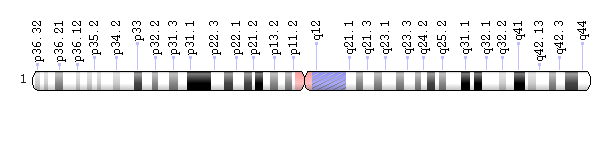 Human chromosome 1 showing the ‘p’ (left) and ‘q’ arms. Geneticists use diagrams called idiograms as a standard representation for chromosomes. Idiograms show a chromosome's relative size and its banding pattern, which is the characteristic pattern of dark and light bands that appears when a chromosome is stained with a chemical solution and then viewed under a microscope. These bands are used to describe the location of genes on each chromosome. 
