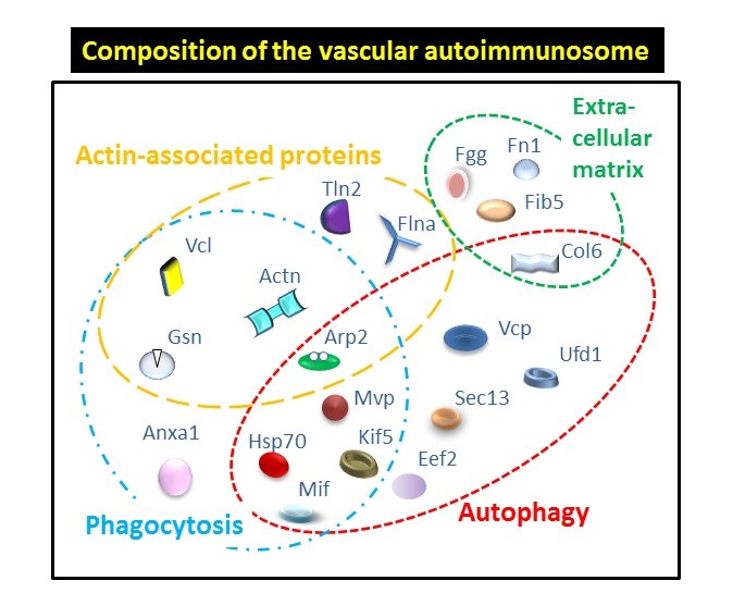 Vascular autoimmune targets—or vascular autoimmunosome—are classified into 4 major functional groups indicated in circles (more details in Merched et al, FASEB Journal, 2016)