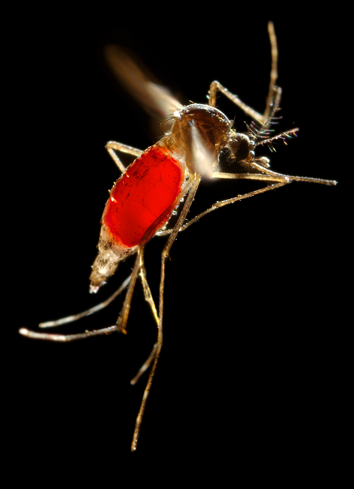 With a newly-obtained fiery red blood meal visible through her transparent abdomen, the now heavy female Aedes aegypti mosquito took flight as she left her host’s skin surface.