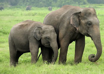 elephant-photo-featured-image