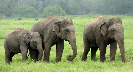 elephant-photo