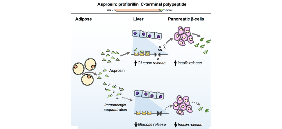 Asprosin is a newly discovered hormone that is released by adipose tissue, traffics to the liver and stimulates that organ to release glucose into the blood stream. When antibodies targeting asprosin are injected into diabetic mice, blood glucose and insulin levels improve, thereby treating the underlying diabetes.