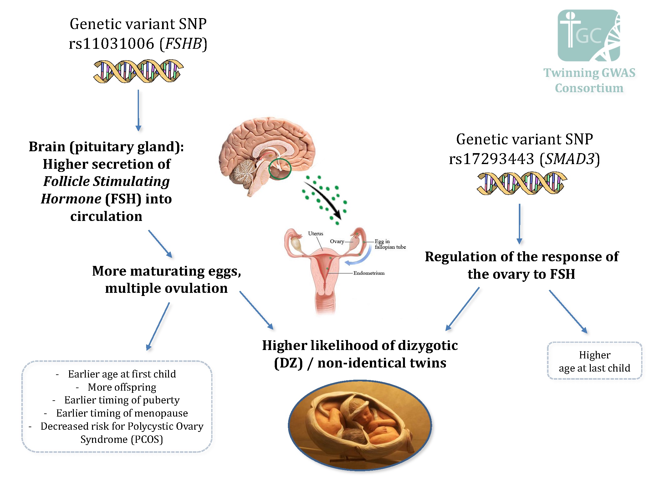 Variants of the FSHB and the SMAD3 genes are linked to twinning and reproductive fitness. The follicle stimulating hormone (FSH), which is produced by the pituitary gland in the brain, regulates egg maturation in the ovaries. The FSHB variant discovered by the researchers is associated with higher secretion of FSH into the circulation, multiple ovulation, as well as with having the first period, menopause, the first and the last child at an earlier age than women carrying other FSHB variants. The SMAD3 gene regulates the response of the ovary to FSH. The variant of the SMAD3 gene discovered in this work might increase the responsiveness to FSH. Women carrying this variant were also older when their first child was born than women carrying other variants. Courtesy of Kjersti Aagaard, Dorret Boomsma and the Twinning GWAS Consortium. 