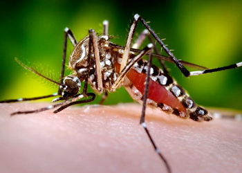 aedes-aegypti-mosquito-featured-image