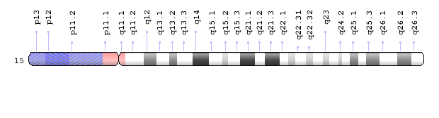 Gene NSMCE3 is on position q13.1 of human chromosome 15 . (Genetics Home Reference)