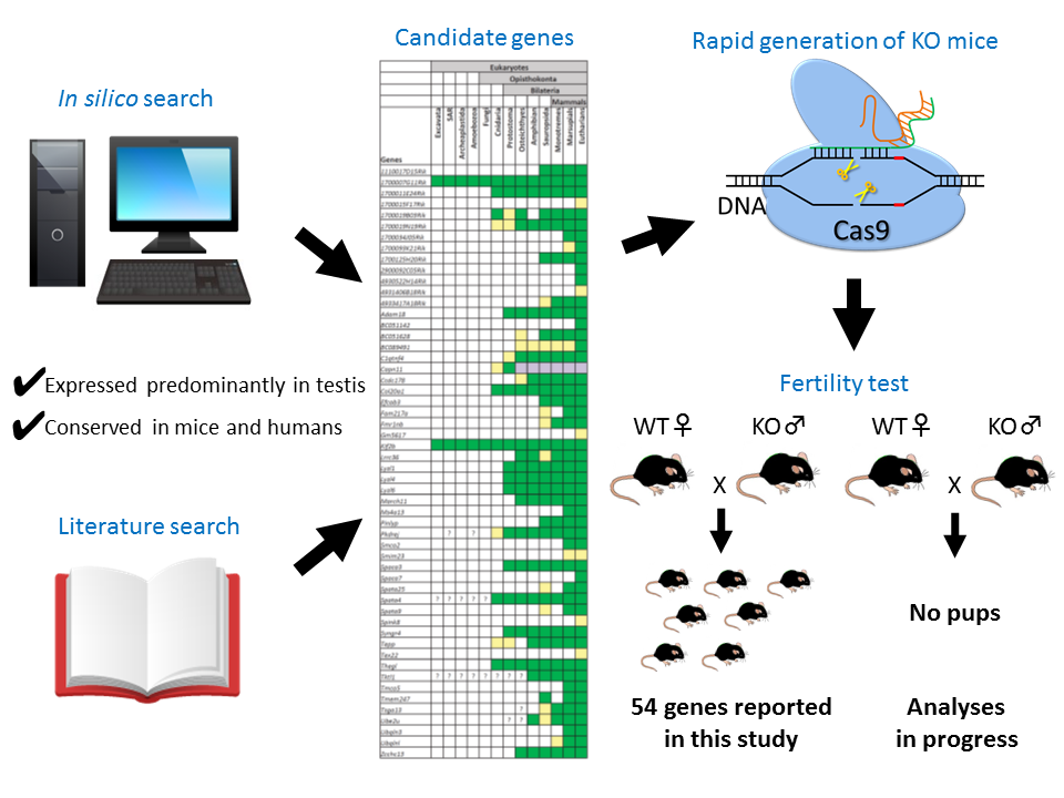 The researchers knocked out selected male fertility-related genes in mice using CRISPR/Cas9 technology and analyzed the fertility of each mouse by mating them with wild type females. Image courtesy of the Matzuk lab and the Ikawa lab.