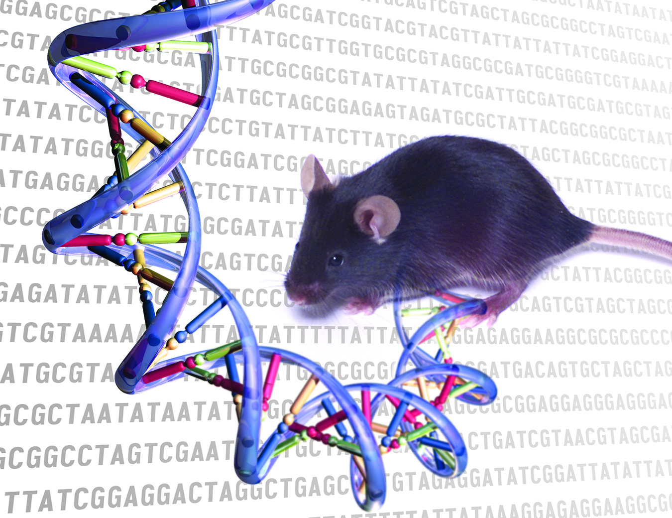 The mouse ENCODE project, part of the ENCODE, or ENCyclopedia Of DNA Elements, program is supported by the National Human Genome Research Institute (NHGRI). ENCODE is building a comprehensive catalog of functional elements in the human and mouse genomes.