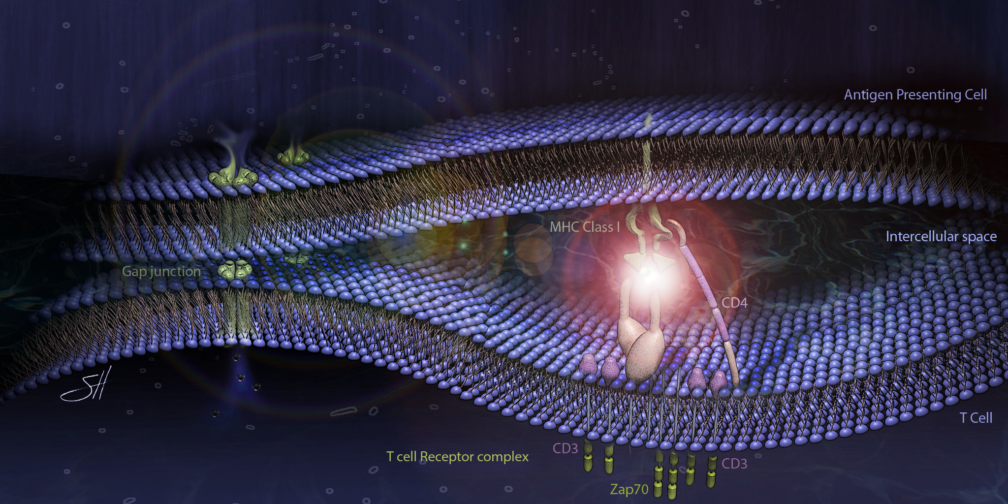 Artist's rendition of the cellular process for self-, non-self-discrimination. Illustration by Scott Holmes