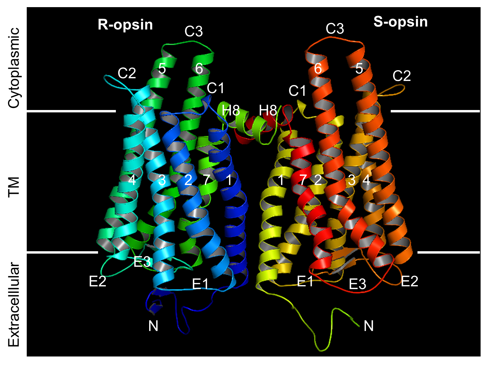 Model of the dimer formed by R-opsin and S-opsin, showing the extracellular, transmembrane and cytoplasmic loops. (X. Fu lab/with permission of PNAS) 