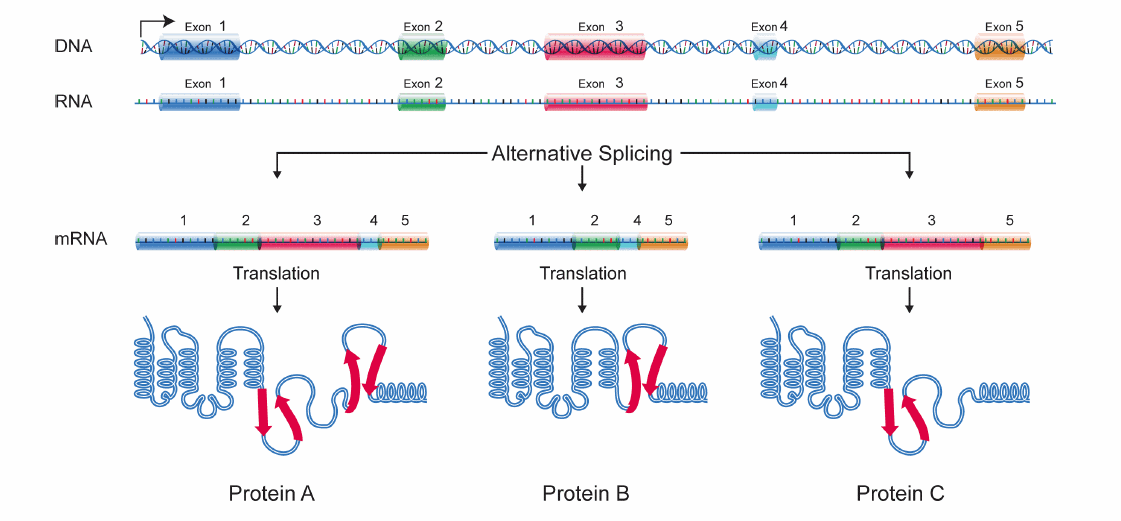 Alternative splicing allows cells to make many different proteins with a limited number of genes. Courtesy: National Human Genome Research Institute.