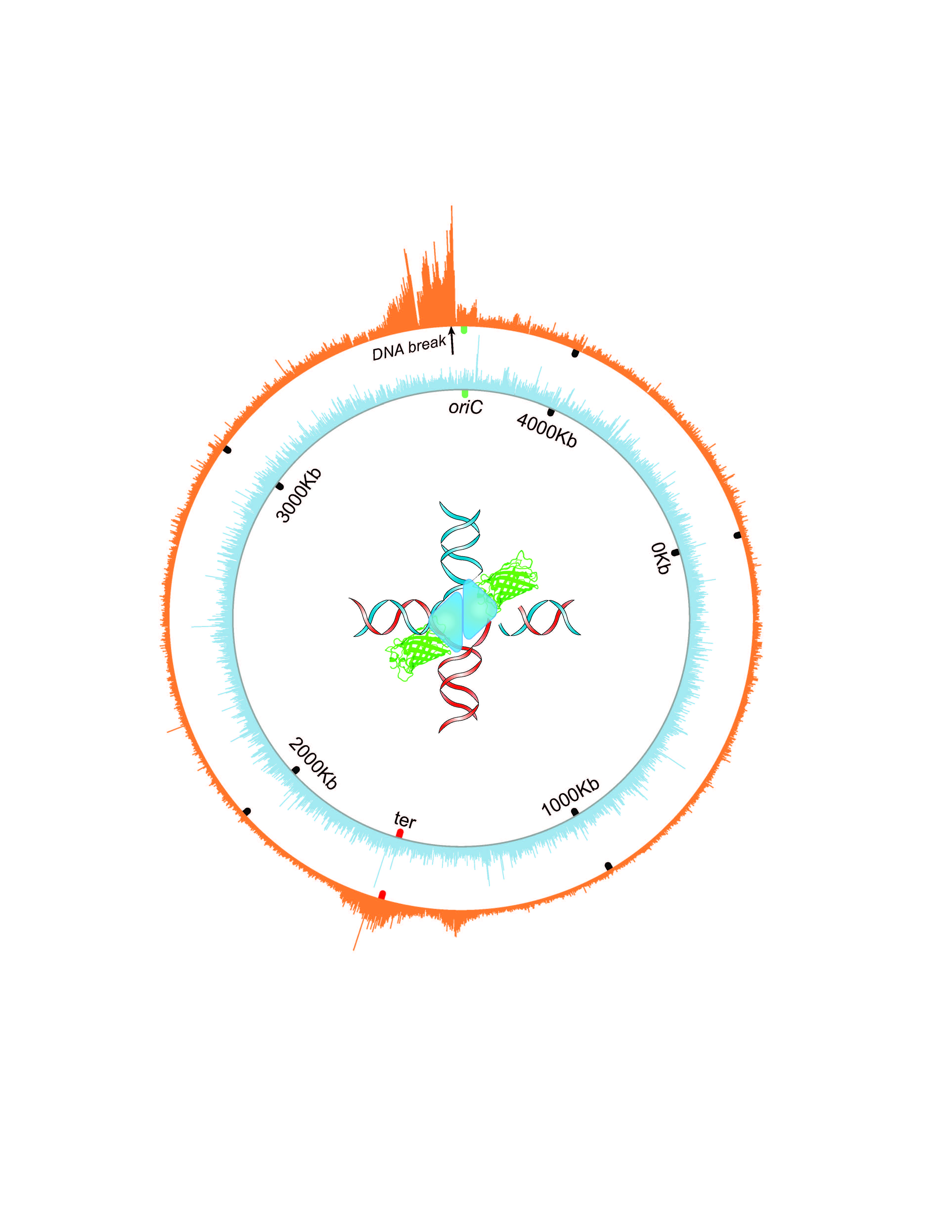 Orange wheel shows the circular chromosome of E. coli bacteria. The spikes indicate where a molecular intermediate in DNA repair – four-way DNA junctions – accumulate near a reparable double strand break in the DNA. (Jun Xia/BCM & Qian Mei/Rice University)