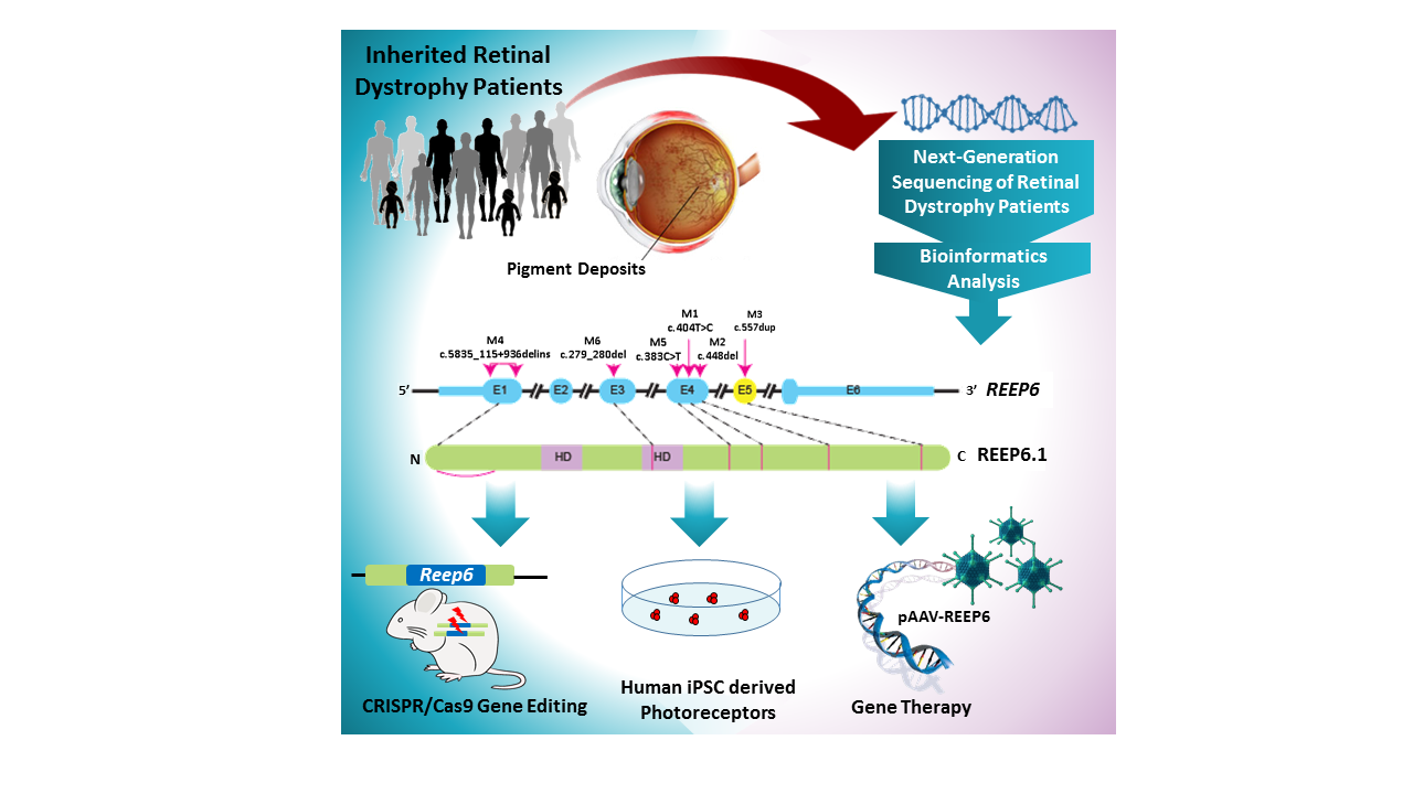 Graphic summary of the research. iPSC = inducible pluripotent stem cells. The scientists also made human retinal photoreceptors derived from induced plouripotent stem cells (iPSC’s) to examine the expression of REEP6 in the human retina. S. Agrawal, R. Chen, M. Cheetham and G. Arno.
