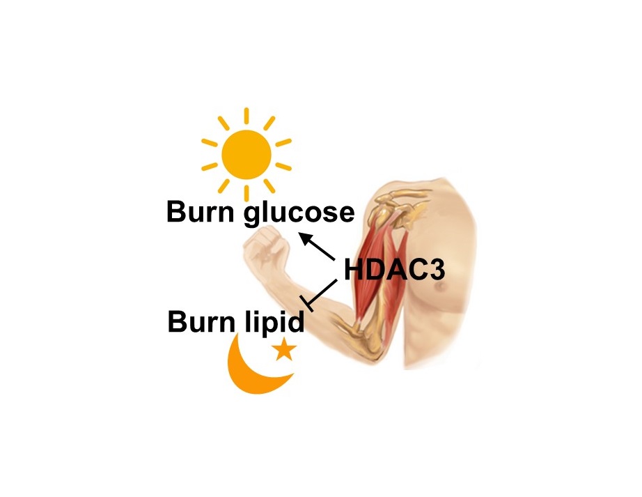 HDAC3 clocks circadian muscle fuel switching. Credit: Z Sun.