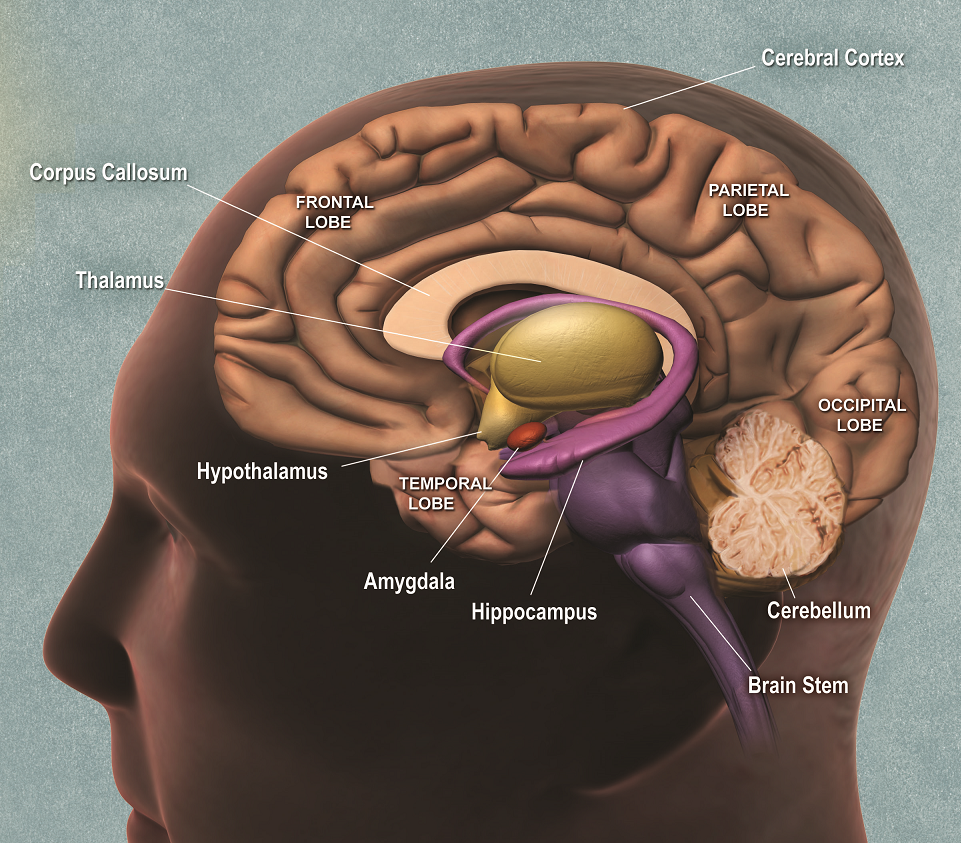 Brain circuit allows the feeding and memory centers to talk to each other.