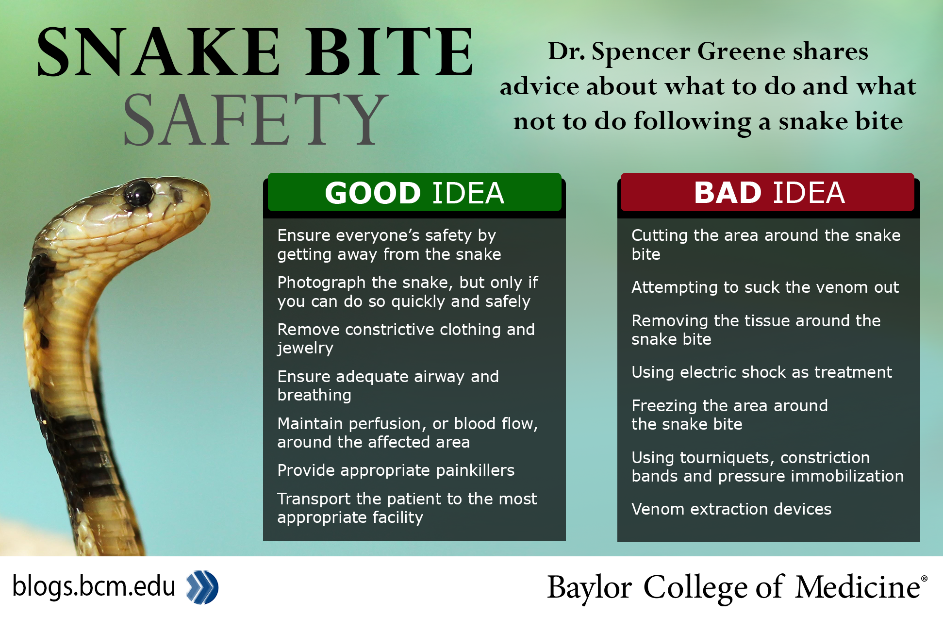 Snake Bite Safety.  Dr. Spencer Greene shares advice about what to do and what not to do following a snake bite.  Good Idea.  Ensure everyone’s safety by getting away from the snake. Photograph the snake, but only if you can do so quickly and safely. Remove constrictive clothing and jewelry. Ensure adequate airway and breathing. Maintain perfusion, or blood flow, around the affected area. Provide appropriate painkillers. Transport the patient to the most appropriate facility.  Bad Idea. Cutting the area around the snake bite. Attempting to suck the venom out. Removing the tissue around the snake bite. Using electric shock as treatment. Freezing the area around the snake bite Using tourniquets, constriction bands and pressure immobilization. Venom extraction devices.