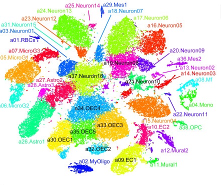 Image of the Month: Fruit flies and humans - Baylor College of Medicine  Blog Network