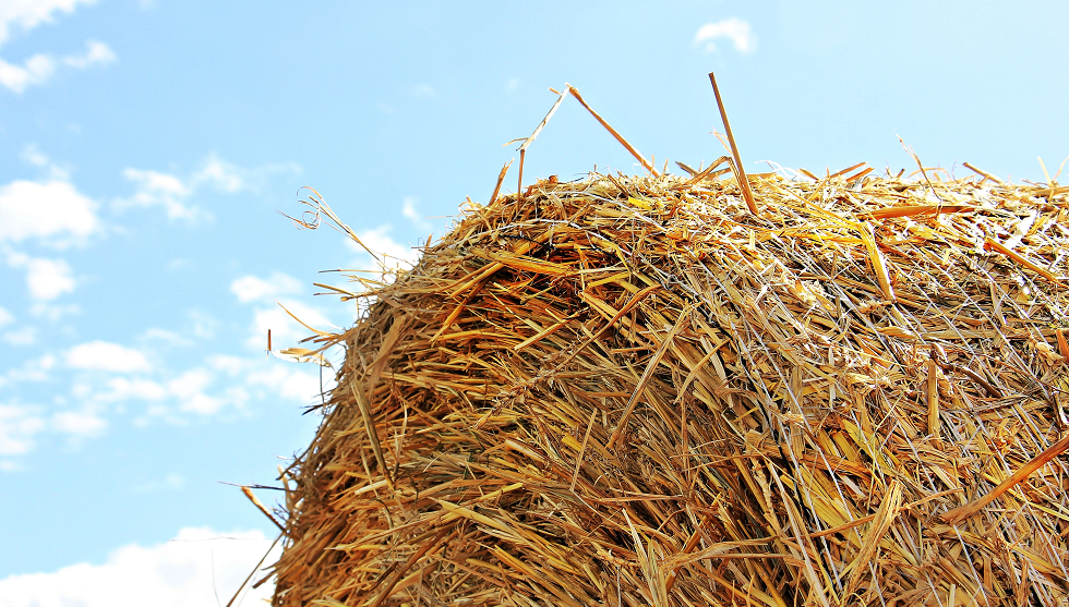 hay-feed-rodeo-photo