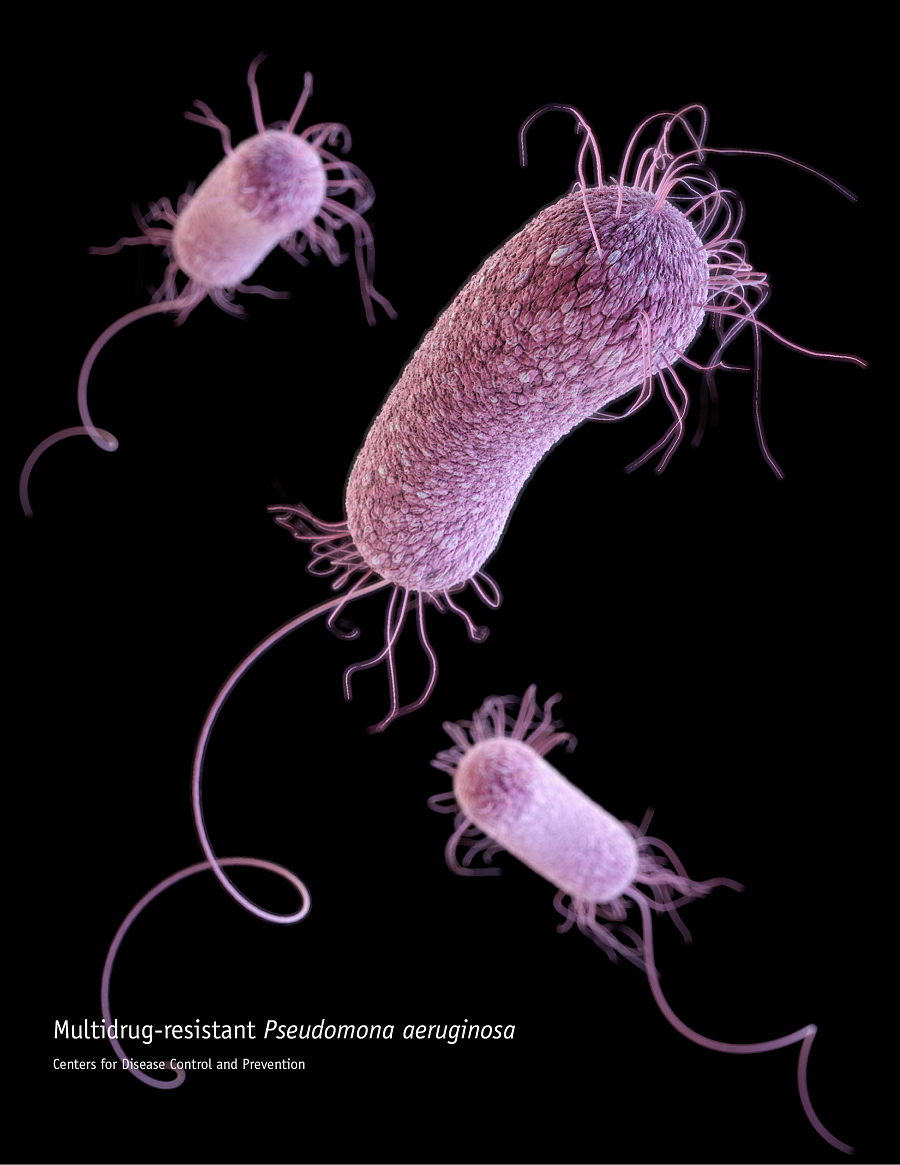 Pseudomonas Bacteria