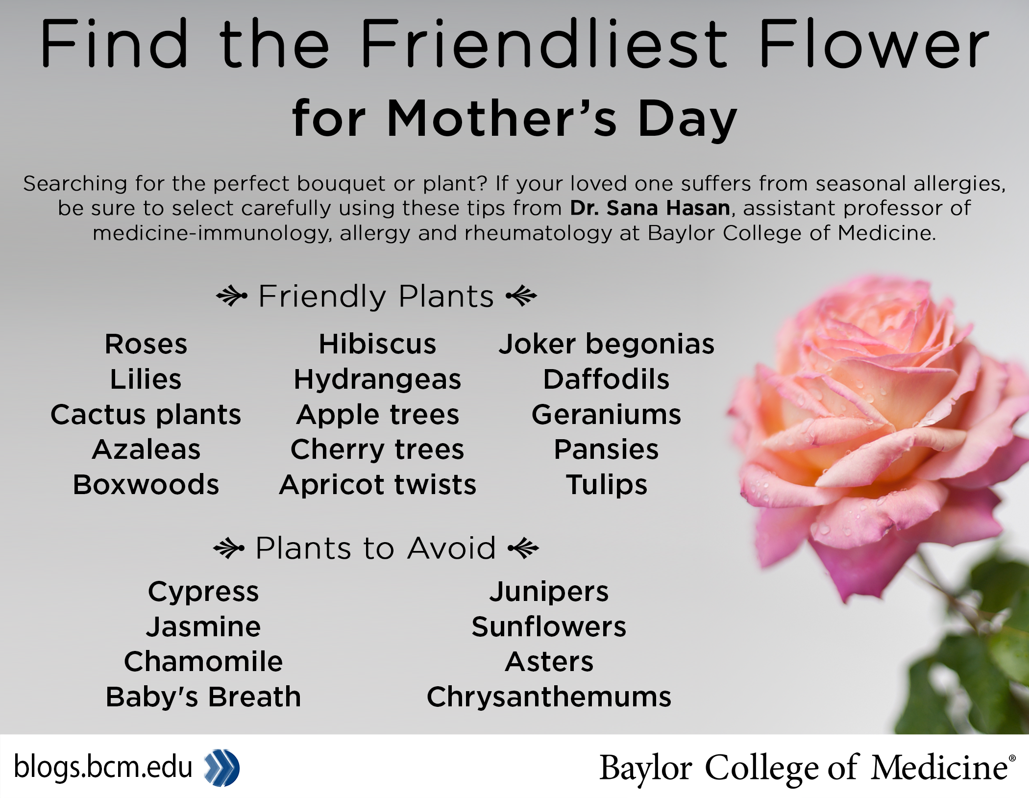 Friendly plants: Roses and lilies, Cactus plants, Azaleas, Boxwoods, Hibiscus, Hydrangeas, Apple and cherry trees, Apricot twists, Joker begonias, Daffodils, Geraniums, Pansies, Tulips. Plants to avoid: Cypress, Jasmine, Chamomile, Junipers, Chrysanthemums, Asters, Sunflowers.