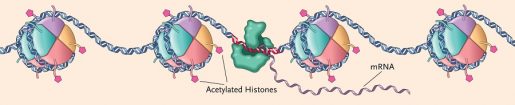 Chromatin has a beads-on-a-string structure with wrapped around histones. Changes on this structure can affect how genes are activated or silenced. Image courtesy of the National Institute on Drug Abuse.