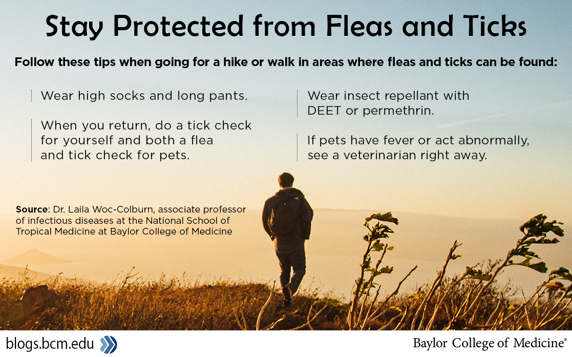 fleas and ticks-infographic